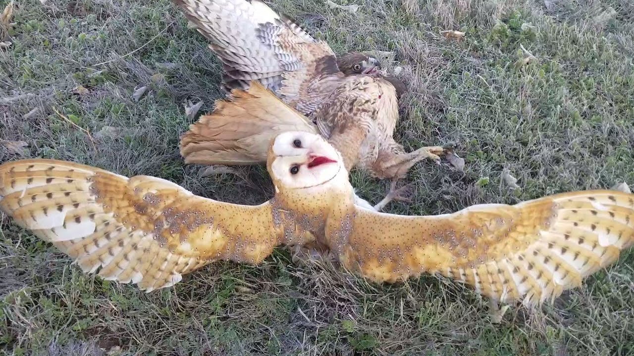 The owl was attacked by a hawk.