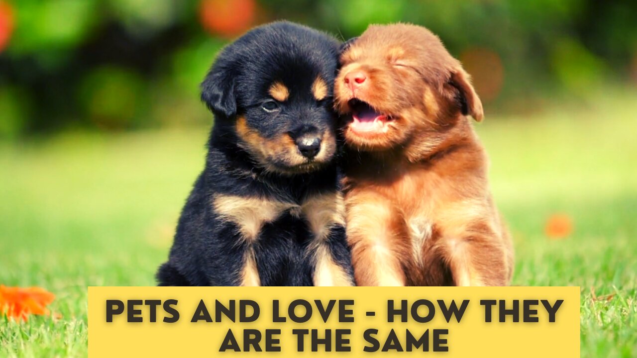 PETS And Love - How They Are The Same