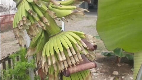 unique banana tree