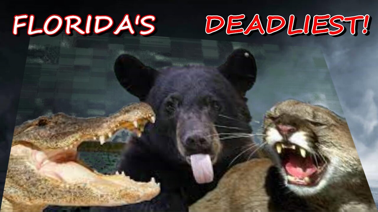 Florida's Deadliest! What animals make the most deadliest in Florida?