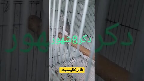 طائر كاليبسيت