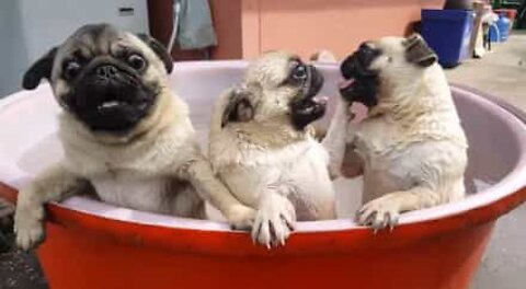 Pugs bebés adoram a hora do banho!