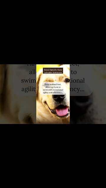 Fascinating Facts about Labrador Retrievers