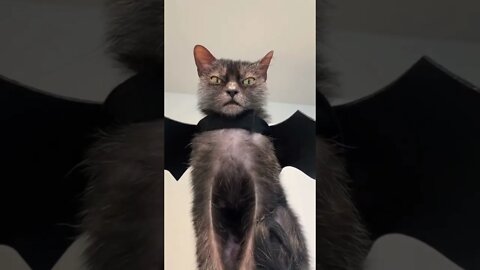 The Bat Cat