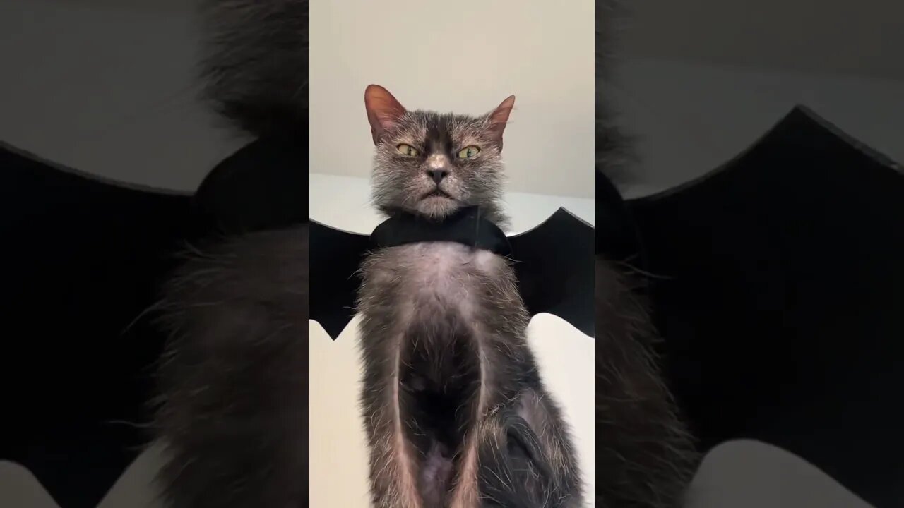 The Bat Cat