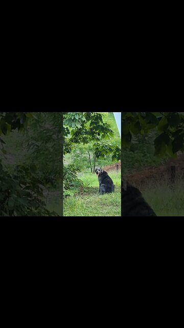 persistent. even if she may never catch the squirrel she keeps trying.