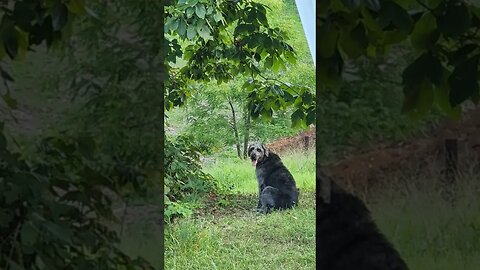persistent. even if she may never catch the squirrel she keeps trying.