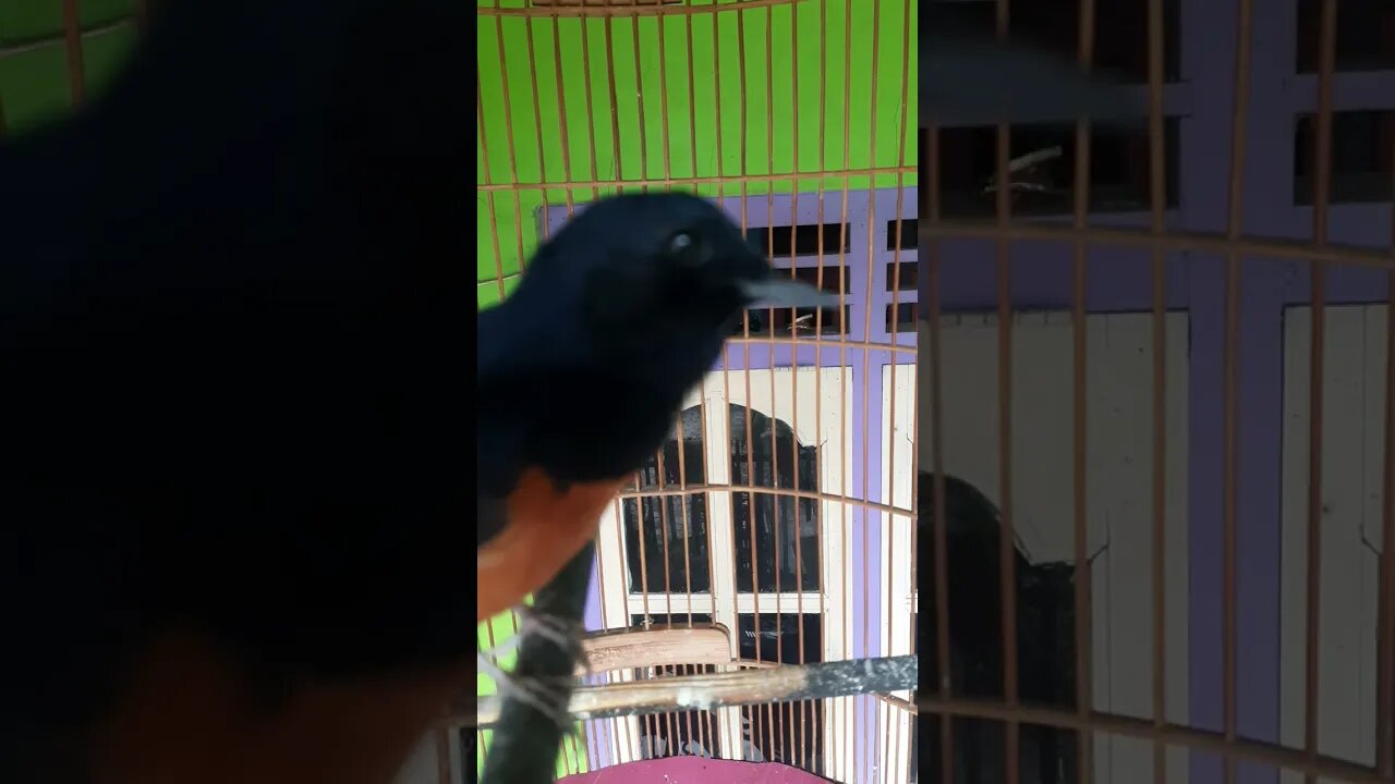 Masteran Suara Burung Murai Batu Gacor nembak