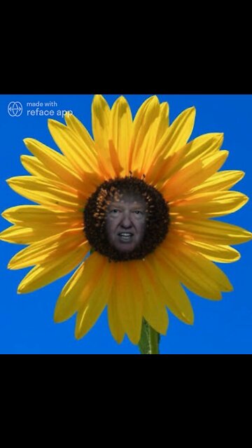 The Ultimate Donald Trump Sunflower Meme! 🌻