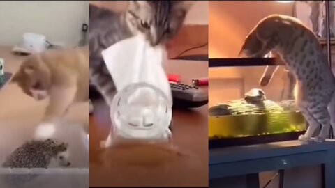 Cats are Evil Compilation