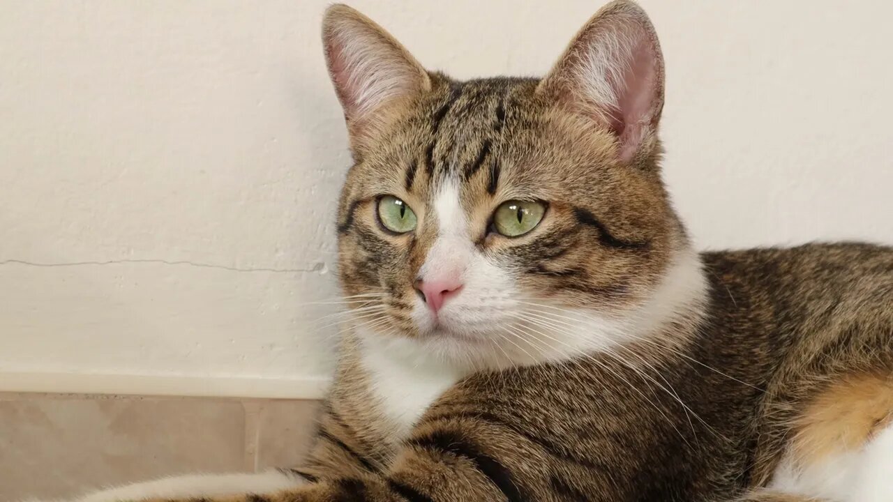 This Cat Has a Very Fluffy Head