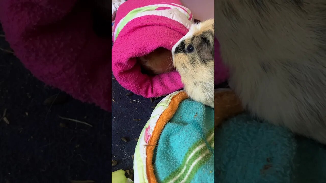 Guinea pigs having an argument