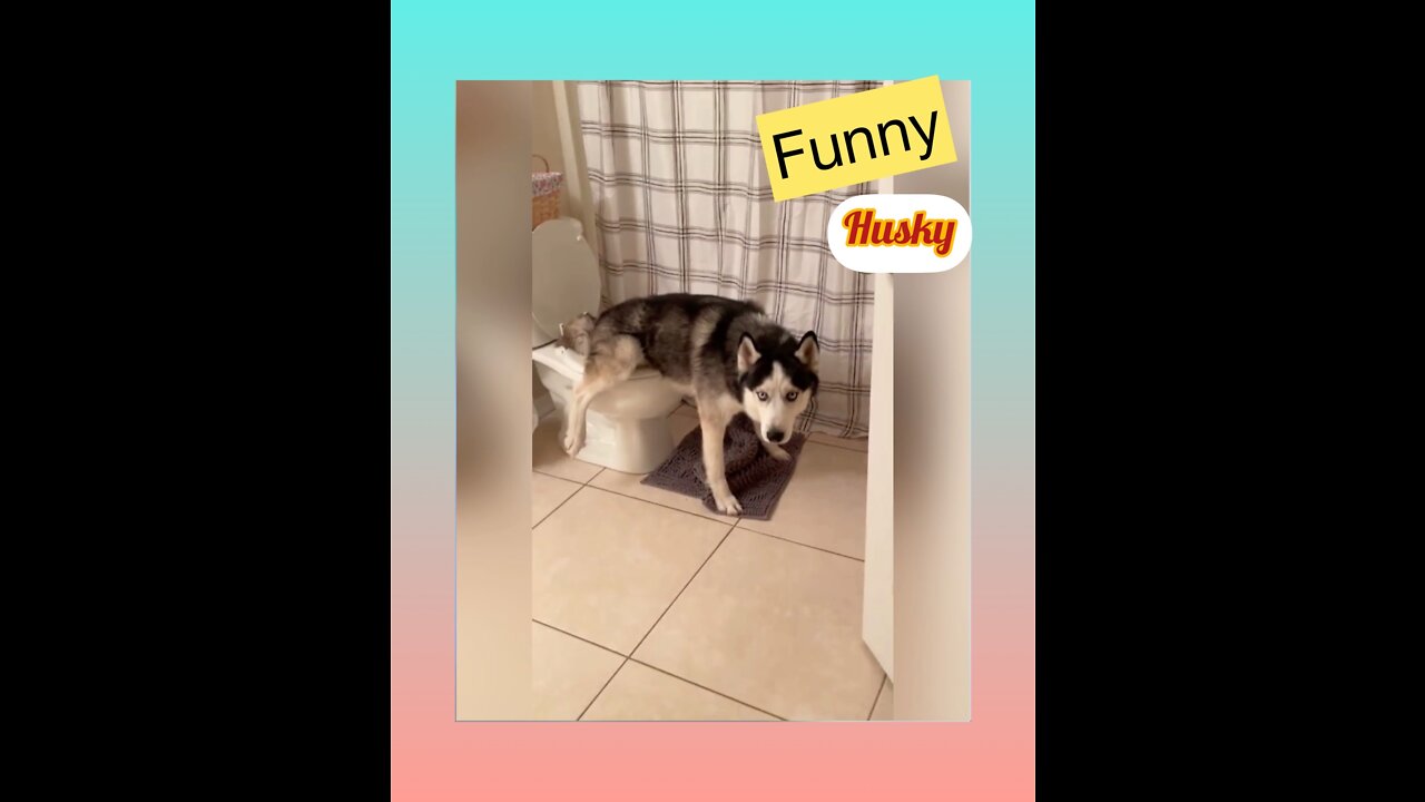 Funniest Husky Videos 🤣 🐶 Funny And Cute Dog Videos Compilation!