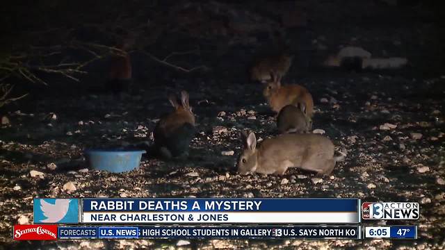 Animal control discovers two more dead rabbits Tuesday