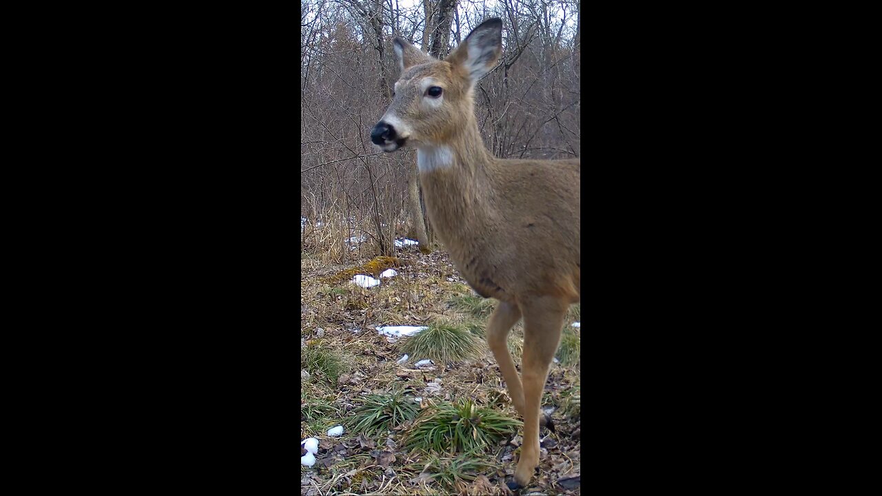 9 Month Old #whitetailbuck