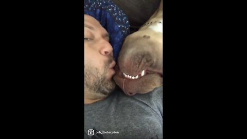 MASSIVE Pit Bull puppy loves his upside down “sneaky kisses” 🙃😘🦁