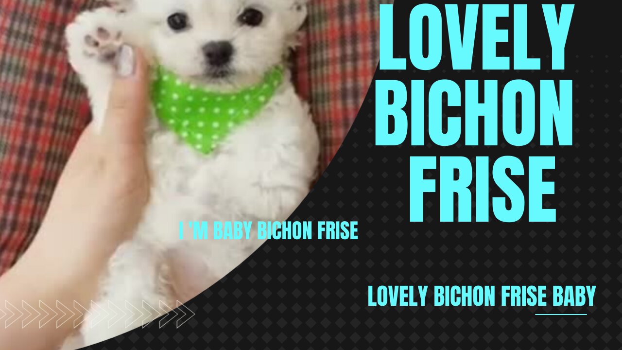 Funny Cute lovely Bichon Frise Baby