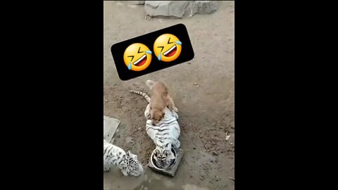 Funny Dog 🐕🐕