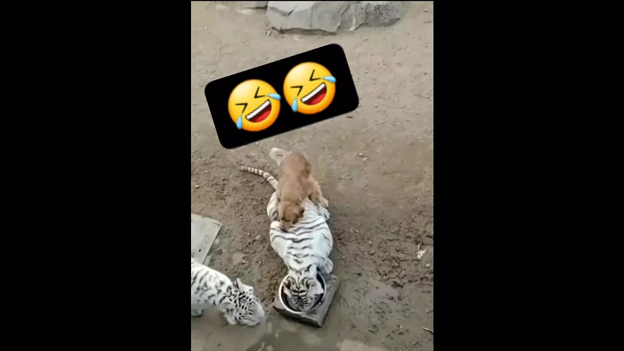 Funny Dog 🐕🐕