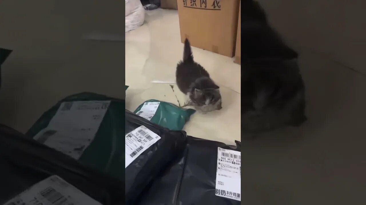 #the crazy cat funny animals