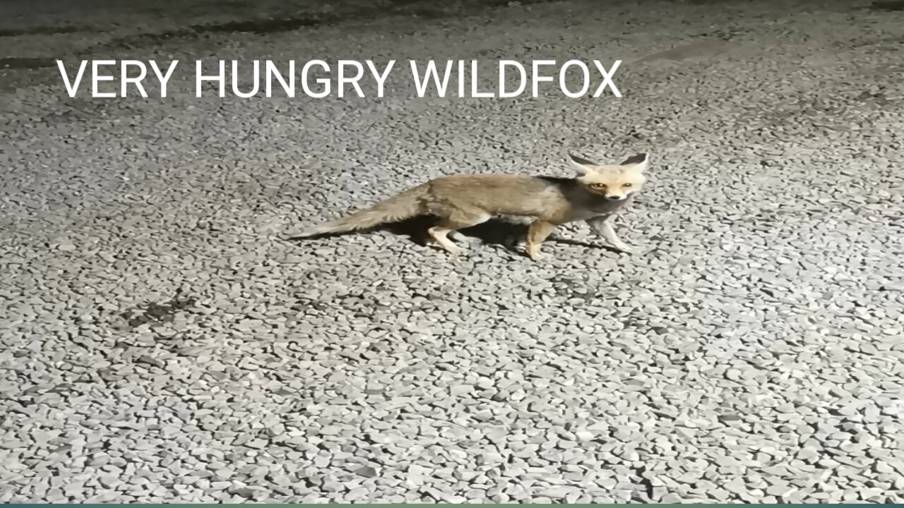 A wild, hungry fox came to my company's workshop