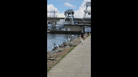 Look at all the White Egret