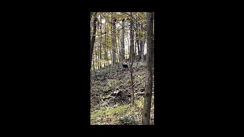 Encounter with a West Virginia black bear!