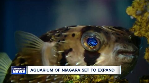 Aquarium of Niagara planning to expand