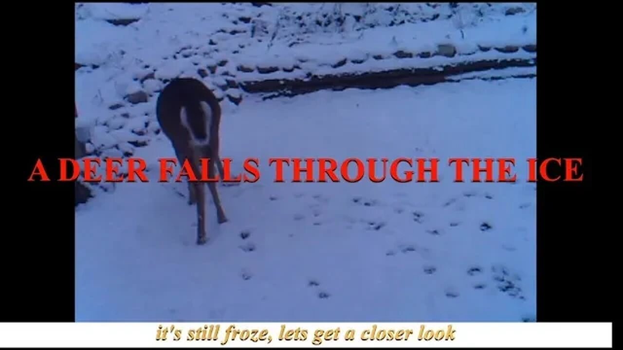 A deer falls through ice