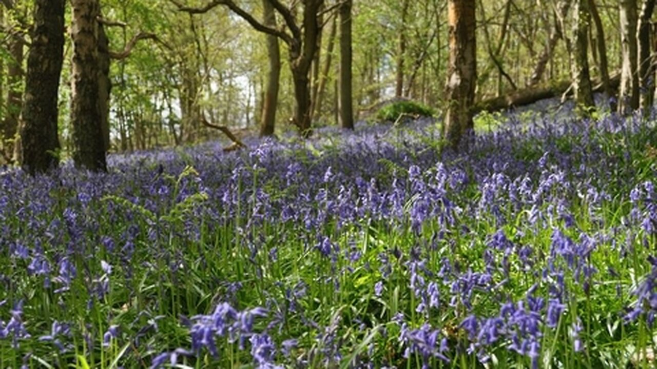 Hoad's Wood