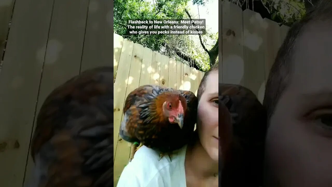 Flashback: The reality of life with a friendly chicken who gives you pecks instead of kisses