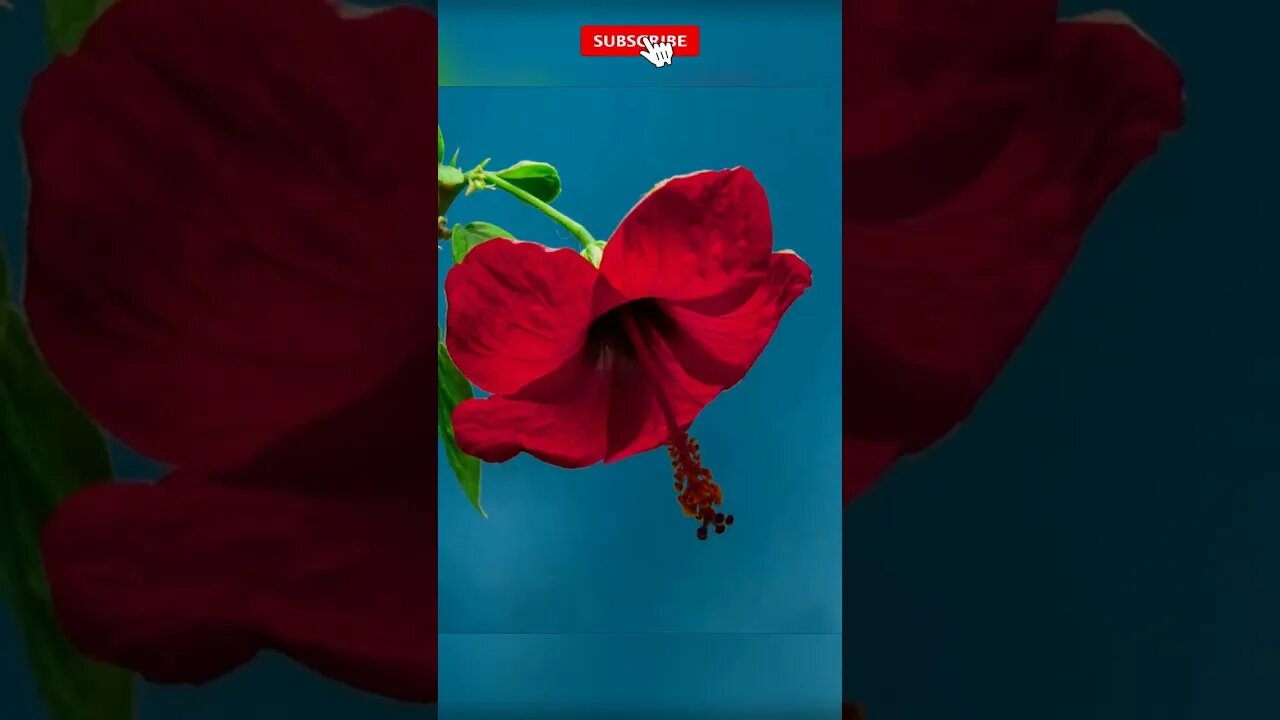 Floral Symphony🌷🥀:#short #shortsvideo