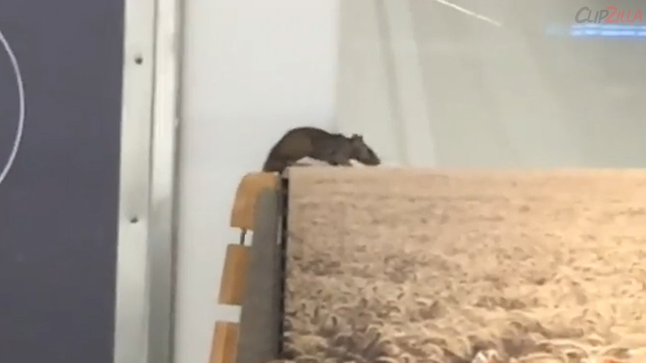 Rat Filmed Running Across Supermarket Bread Shelf