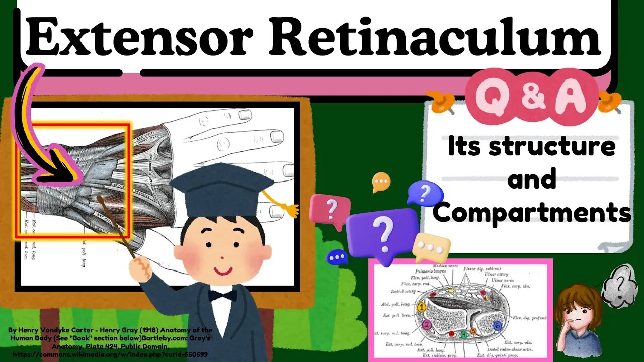 Extensor Retinaculum of Hand Explained Easy Lecture in 2 MINUTES | Upper Limb Anatomy | Novice Medic