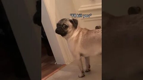 Funny Pug Compilation Videos 2023 | Episode 1