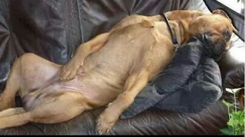 You will have TEARS IN YOUR EYES FROM LAUGHING 🤣🤣🤣 The FUNNI😂EST DOGS compilation 2020