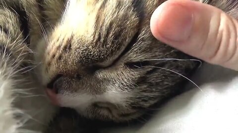 Sleepy Kitten Is so Cute