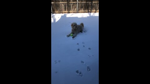 Hilarious Texas Dogs First Snow