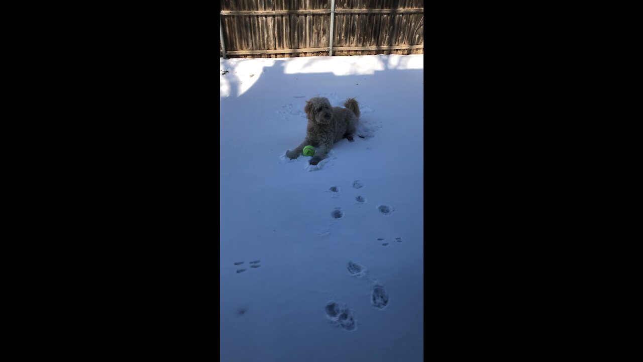 Hilarious Texas Dogs First Snow