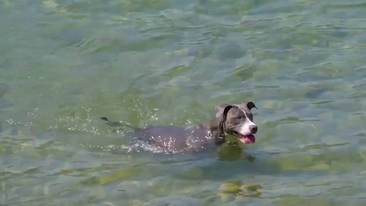 Dog Knows How To Swim