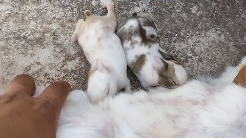 Baby Rabbit 🥰🥰🐇🥹🥹