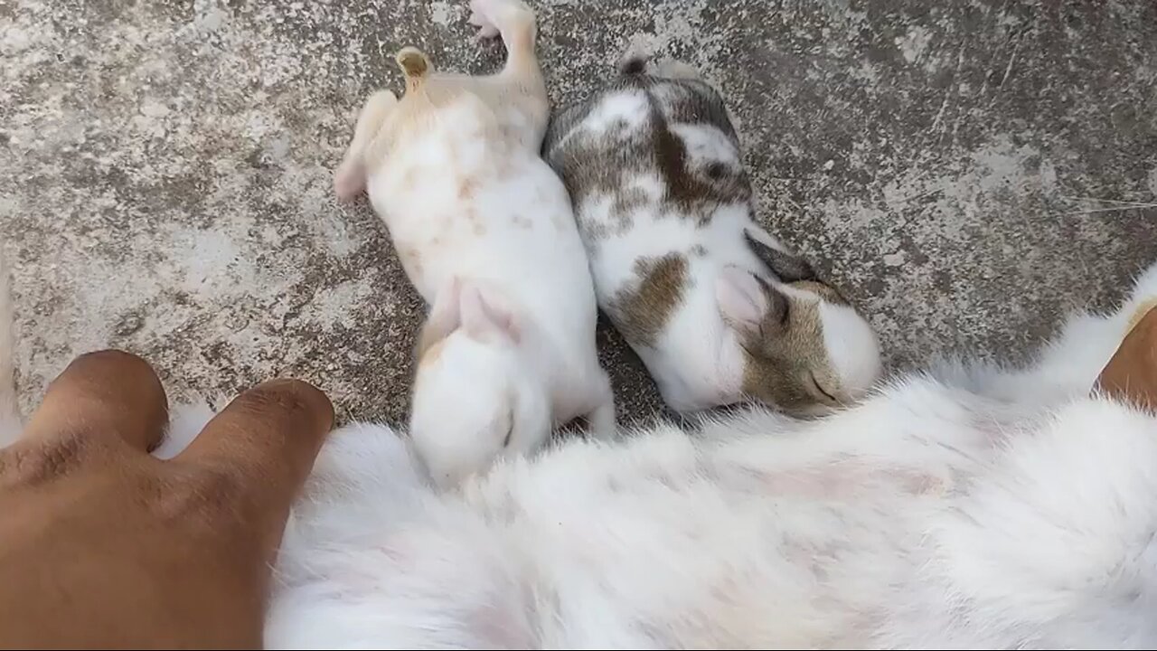 Baby Rabbit 🥰🥰🐇🥹🥹