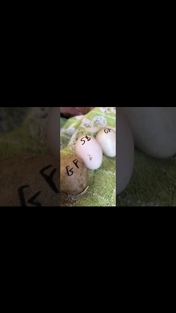 Sebright bantam eggs next to guinea fowl eggs