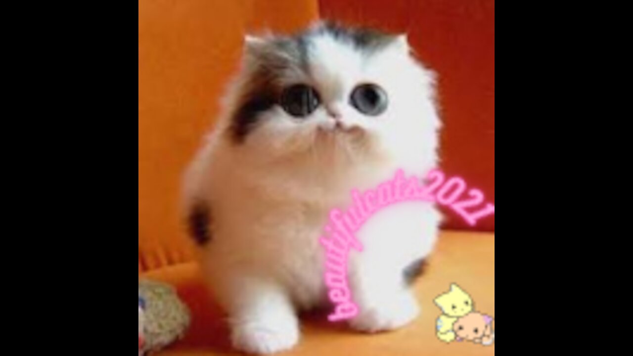 fluffy Brazilian cat the most beautiful in the world