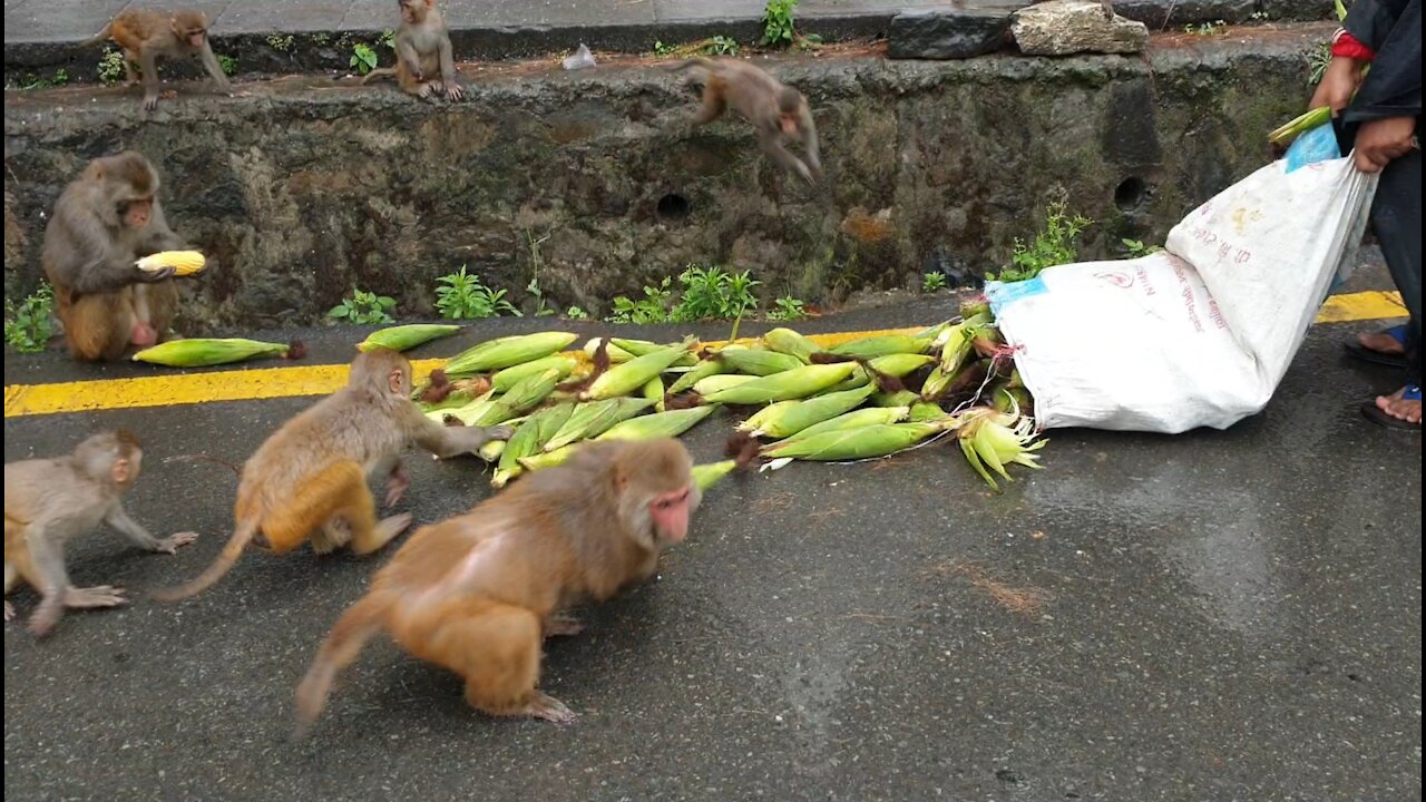 feeding green maize || monkey like to eat green maize || feeding street dog and hungry monkey