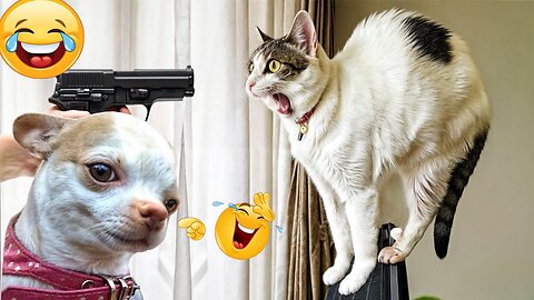 Funniest Videos of Cats and Dogs 😁 - The Funniest Animal Videos 2024 🥰