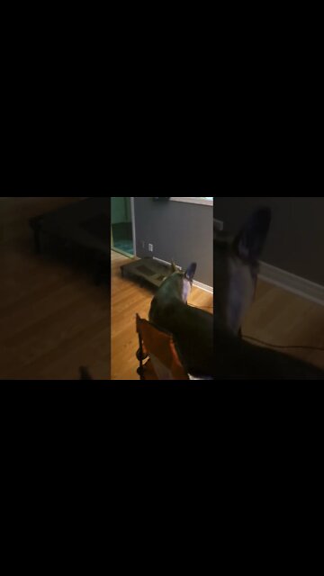 When Your Dog Grows Up With Cats #shorts #dogmom #shepsky