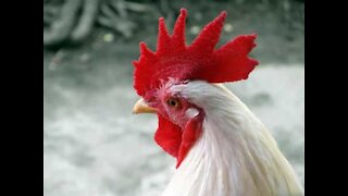 Un vilain coq attaque un livreur sans raison