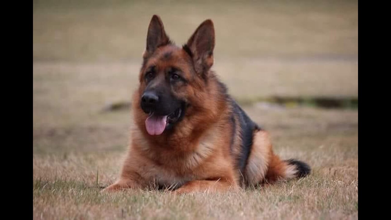 German Shepherd.5 things to know before getting a German Shepherd