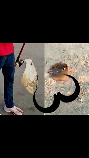 Stingray Fish Got Haunted By A Man, Isn't seems Creepy?